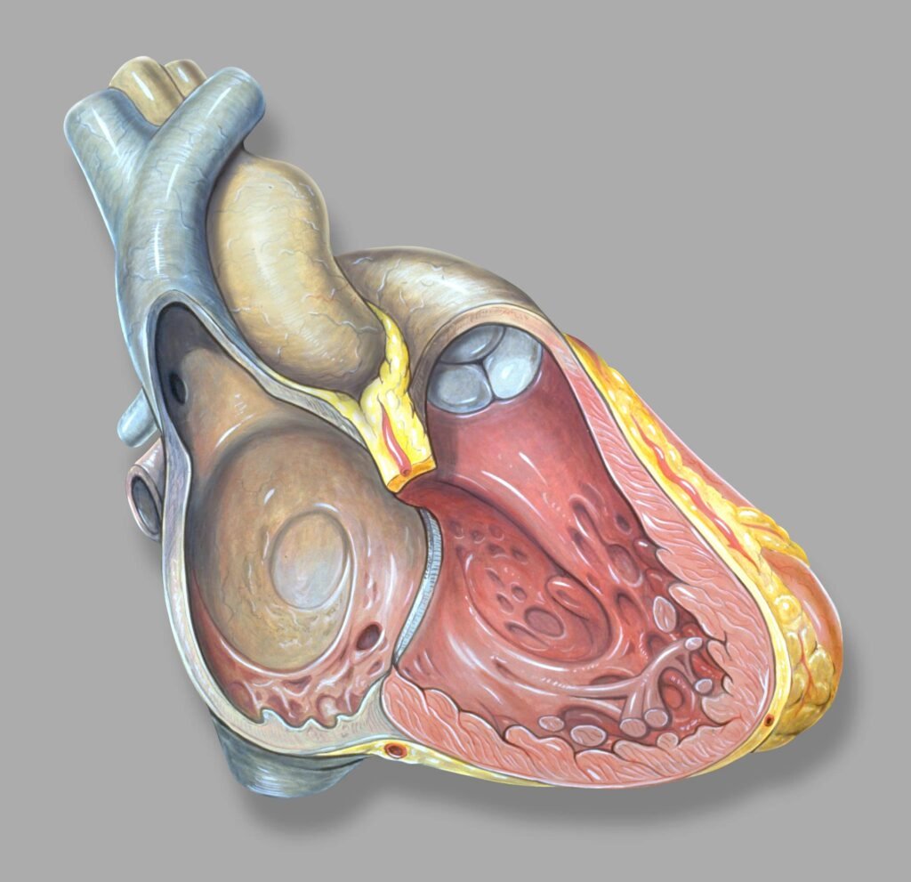 Heart right anatomy 1 El Mundo Resonancia Magnética