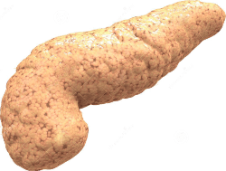 Resonancia Magnética de Páncreas: ¿Para Qué Sirve y Qué se Ve? 6 páncreas